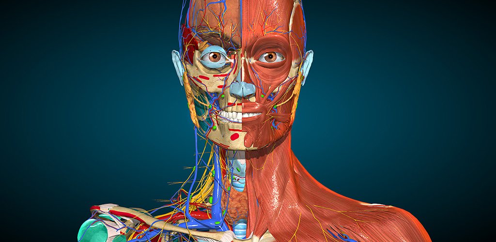 Anatomy Learning 3D Anatomy Mod APK (Download)